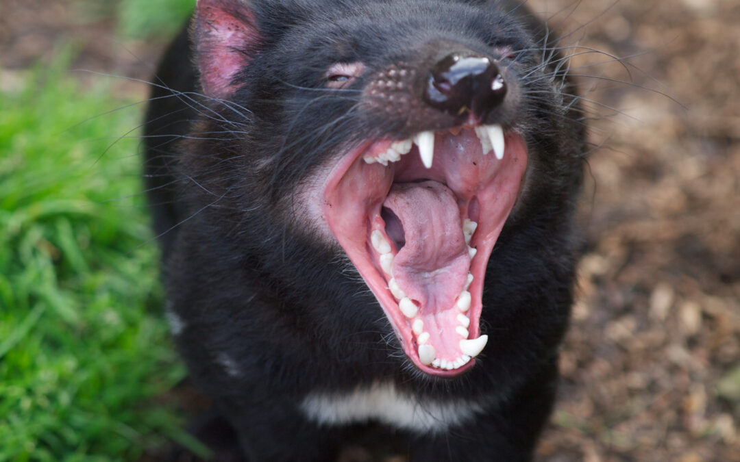 Tasmanian devil mouth