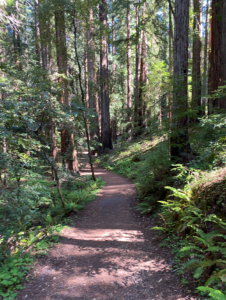 Top 6 Reasons Writers Win BlueCat