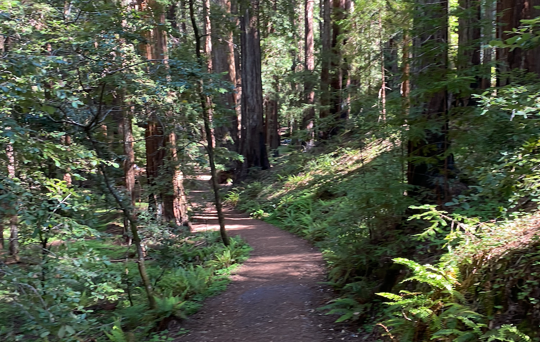 Top 6 Reasons Writers Win BlueCat